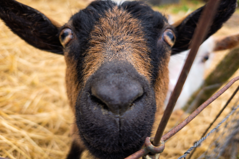 Friendly goat at the lavender festival