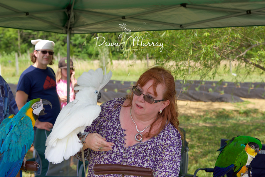 Bird rescue exhibit at the festival